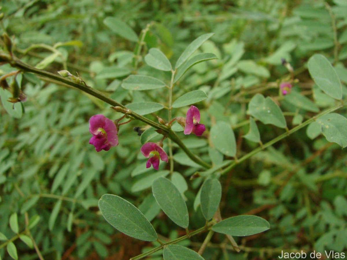 Tephrosia purpurea (L.) Pers.